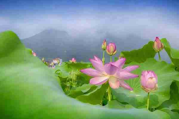 浙江哪里有荷花看+门票+地址+介绍