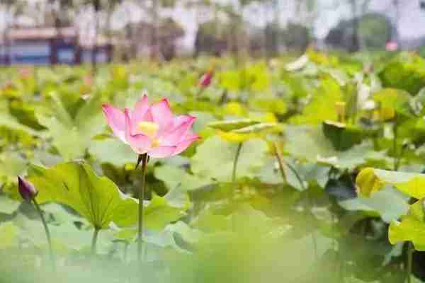 浙江哪里有荷花看+门票+地址+介绍