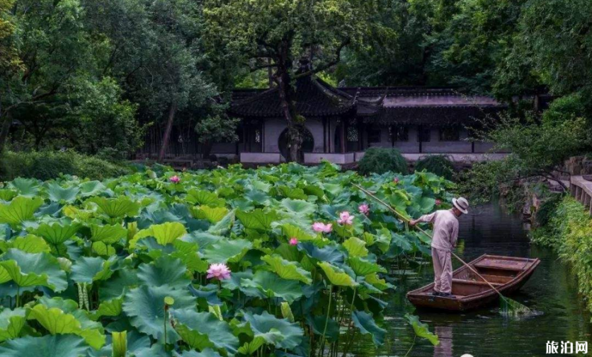 2019苏州拙政园荷花节时间+票价+最佳观赏点