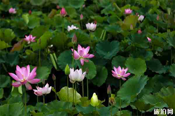 台儿庄运河湿地荷花节7月6日开启