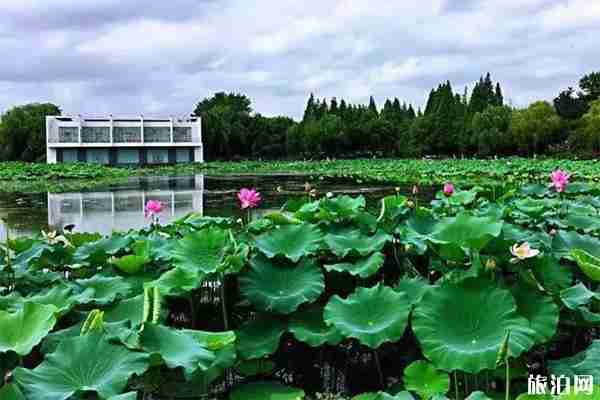 2019新闸荷花 附活动时间信息