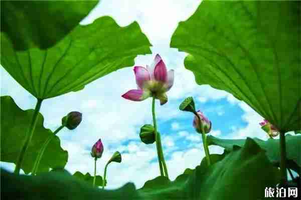 2019中国亳州谯城区首届荷花节7月10日至31日