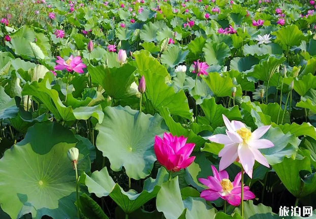 2019肥西荷花文化节时间 合肥荷花观赏基地花期+门票+地址