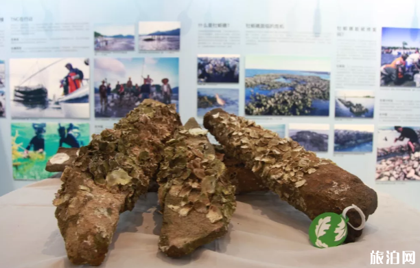 上海航海博物馆7月11日免费开放 上海航海博物馆7月11日免费开放