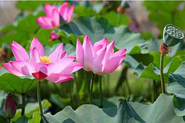山西襄汾荷花节是几月几日