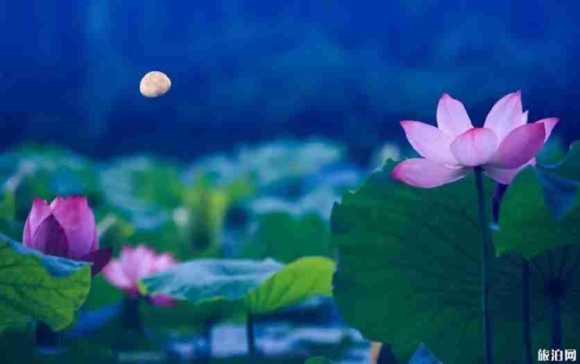 2019重庆忠县双桂荷花节具体时间 附交通指南 2019重庆忠县双桂荷花节具体时间 附交通指南