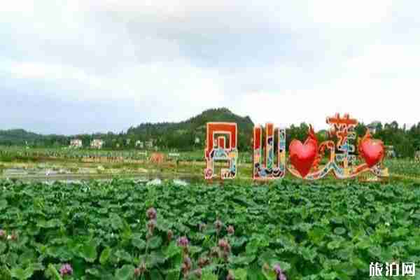 2019雁江区第三届荷花节 时间+活动内容