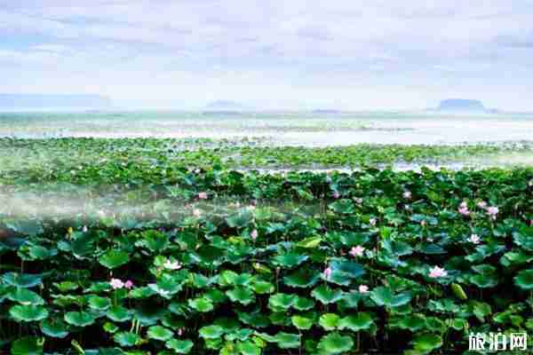 滕州微山湖湿地红荷节 时间+活动内容+垂钓开放信息