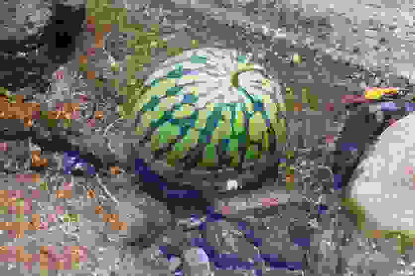 峨眉山特色玩法介绍 峨眉山特色玩法介绍