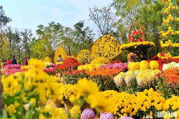 2019开封菊花展10月17日开幕 持续时间+活动内容+菊花门票