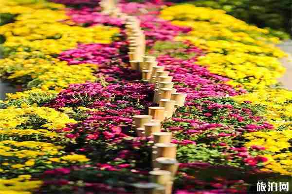 鸠兹古镇晚上开放吗 附鸠兹古镇2019菊花展信息+开放时间