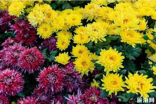 2019沈阳菊花展在哪里+时间+看点