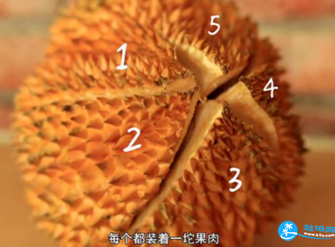 猫山王和金枕头区别 马来西亚榴莲和泰国榴莲的区别 猫山王和金枕头区别 马来西亚榴莲和泰国榴莲的区别