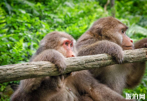 爬峨眉山需要注意什么 爬峨眉山注意事项 爬峨眉山需要注意什么 爬峨眉山注意事项