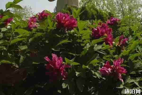 春季陕西赏花景点攻略