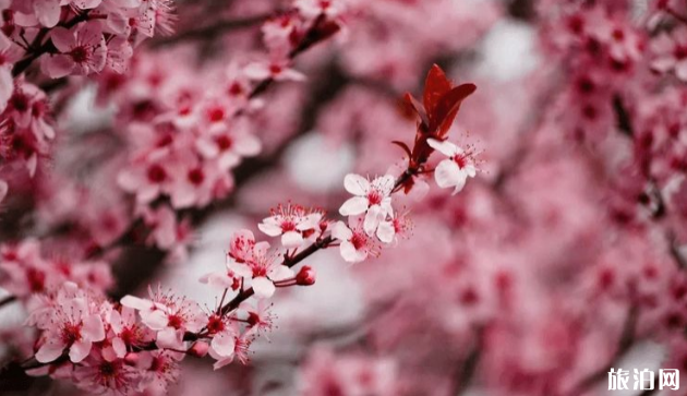 2020云南全年赏花地点和时间 2020云南全年赏花地点和时间