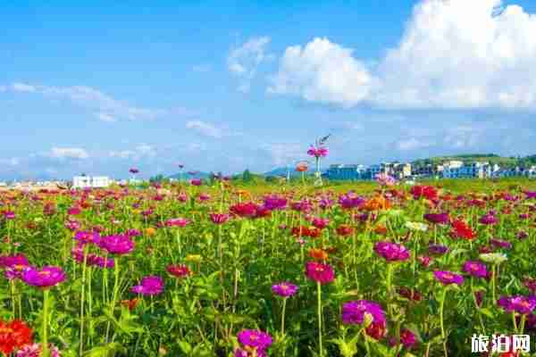 2020成都春季赏花攻略 景点-交通指南