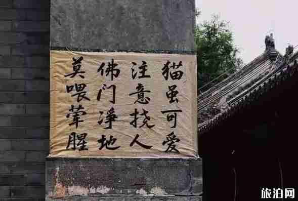 北京法源寺为什么有很多猫 北京法源寺为什么有很多猫