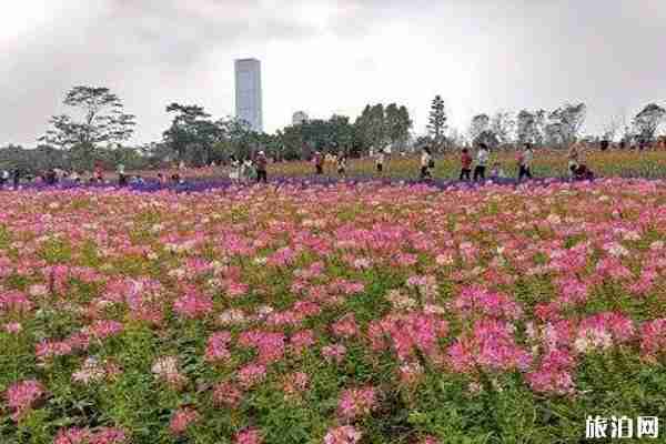 五月深圳赏花景点介绍