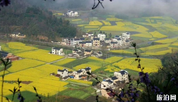 黄山市春季赏花地点推荐 安徽黄山油菜花景点 黄山市春季赏花地点推荐 安徽黄山油菜花景点