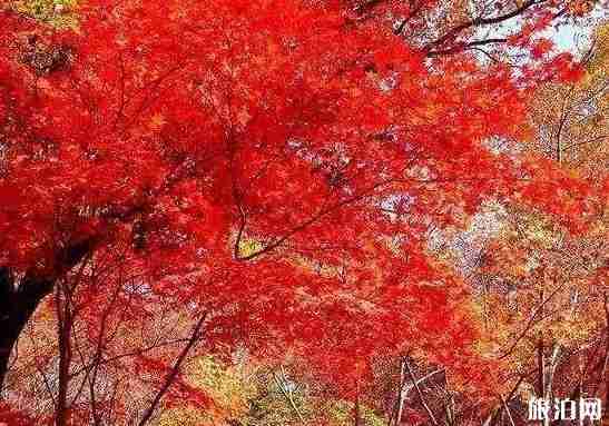 洛阳黛眉山旅游年票包含那些景点+价格 洛阳黛眉山旅游年票包含那些景点+价格