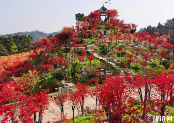 垫江牡丹花节2020时间 重庆赏花有哪些地方 垫江牡丹花节2020时间 重庆赏花有哪些地方
