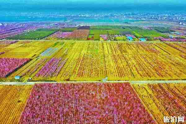 2020沭阳油菜花海旅游节交通管制-停车位置-公交路线