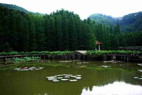 2020仙湖植物园门票预约 仙湖植物园现在开放吗
