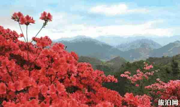 2020年麻城龟山杜鹃花什么时候开 2020年麻城龟山杜鹃花什么时候开