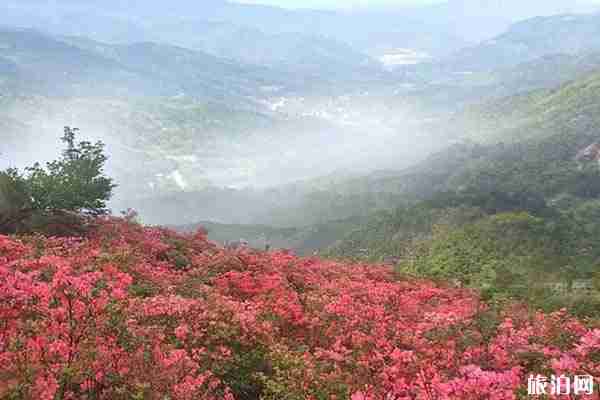 2020金寨马鬃岭杜鹃花什么时候开 金寨马鬃岭旅游攻略