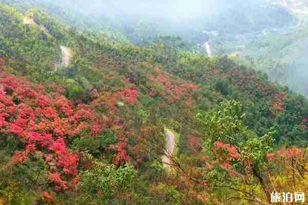 2020金寨马鬃岭杜鹃花什么时候开 金寨马鬃岭旅游攻略
