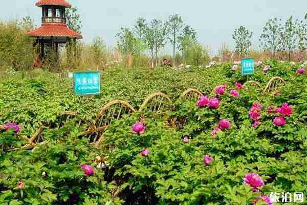 苏州中国花卉植物园什么时候去最好