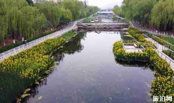 张家口市滨河公园黄菖蒲观赏指南 张家口市滨河公园黄菖蒲观赏指南