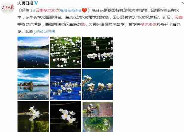 云南有海菜花的地方 云南看海菜花旅游攻略