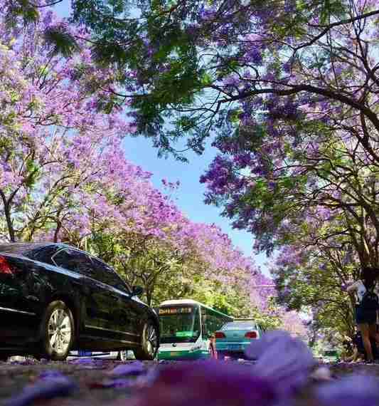 春节去云南旅游打卡网红景点