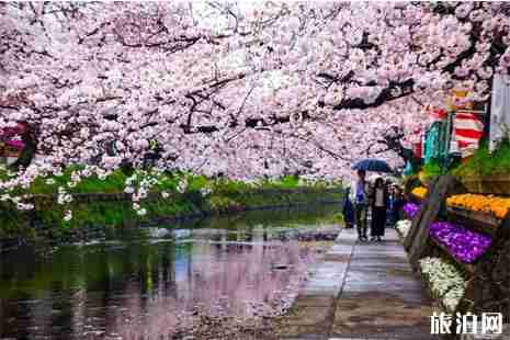 2019日本爱知县樱花攻略+注意事项