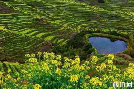 2019婺源油菜花几月份开花 2019婺源油菜花在哪里看好