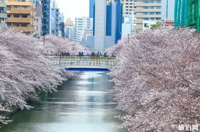 日本樱花几月份盛开 2019日本樱花观赏地推荐 日本樱花几月份盛开 2019日本樱花观赏地推荐