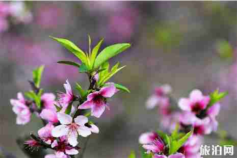 深圳哪里有桃花 花期+地点