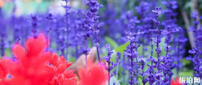 厦门赏花去哪 2019厦门赏花地点推荐+花期