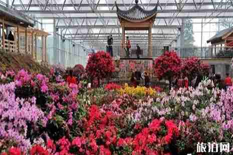 2019四川第十二届花舞人间杜鹃花节3月8日开启
