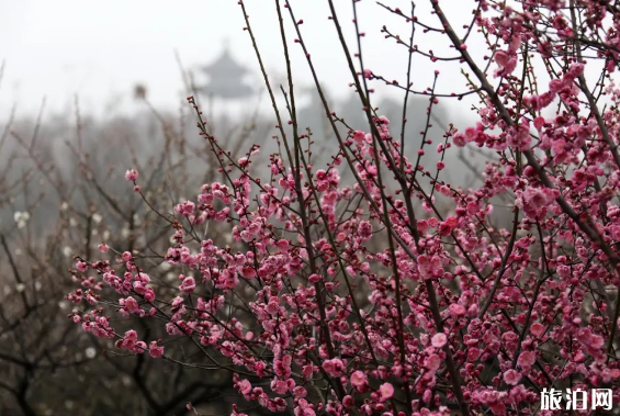 2019年南京溧水梅花节时间+地点+灯光秀时间