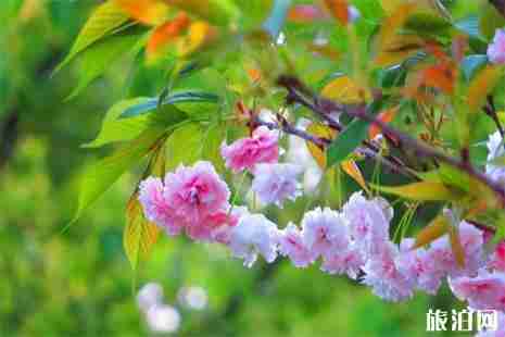 安徽池州赏花指南 花期+攻略