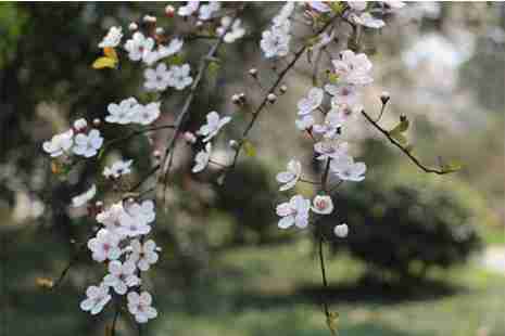 2019大邑雾中山李花节 时间+地点