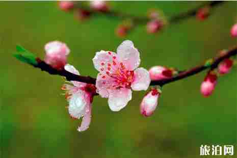 2019四川射洪县第二十一届桃花节 附活动时间安排
