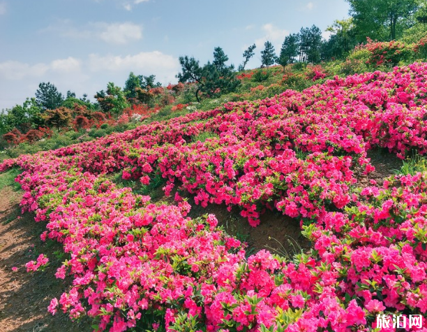 桂林赏花去哪里 桂林赏花地点推荐