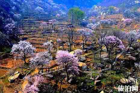 2019雄安哪里可以赏花 雄安赏花地图