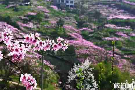 2019龙泉桃花节赏花线路+最佳赏花点