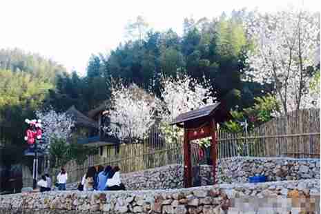 2019宜春樱花谷樱花节门票