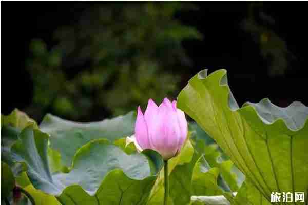 合肥荷花观赏地推荐 合肥荷花园在哪里